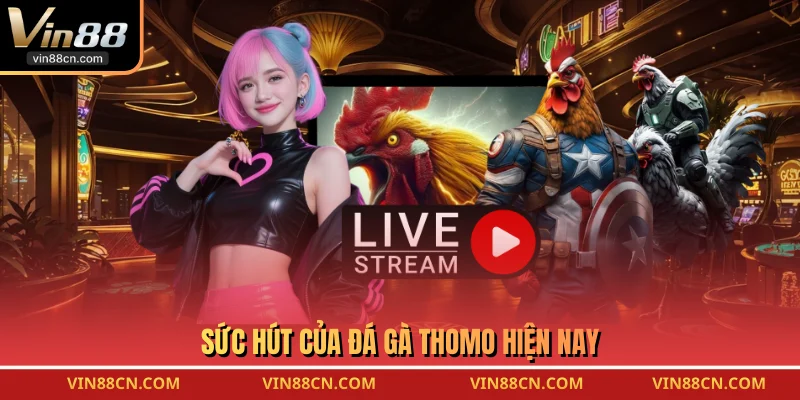 Sức hút của đá gà thomo hiện nay